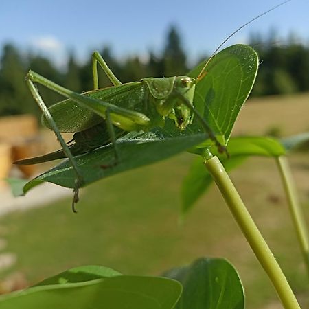 Gosciniec Dziubasowki Villa Nowy Targ Exteriör bild