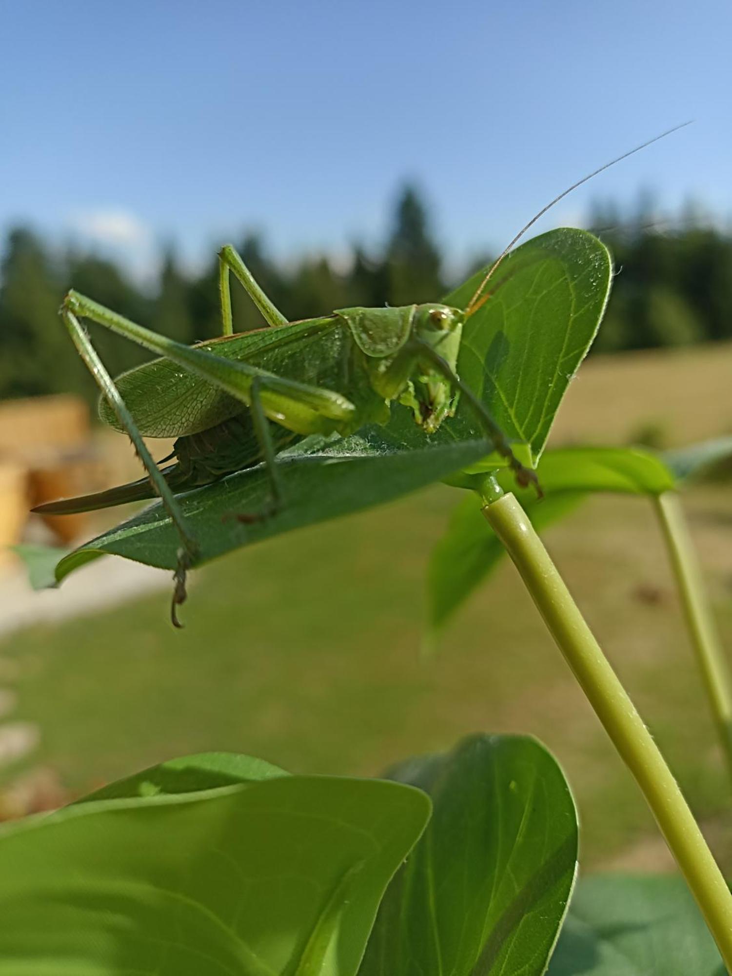 Gosciniec Dziubasowki Villa Nowy Targ Exteriör bild